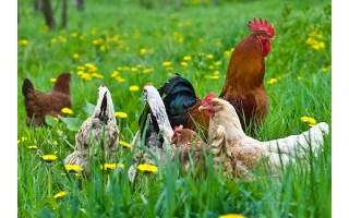 Kanatlı Hayvanlarda Vitamin Ve Minerallerin Önemi